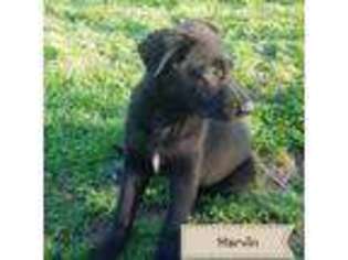 German Shepherd Dog Puppy for sale in Thomasville, NC, USA