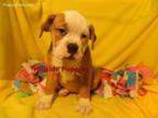 Olde English Bulldogge Puppy for sale in Unionville, IA, USA