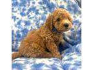Goldendoodle Puppy for sale in Burke, VA, USA