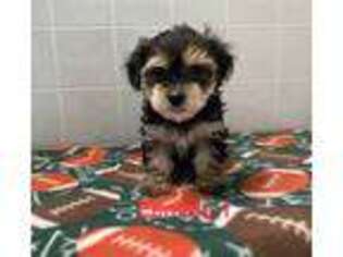 Yorkshire Terrier Puppy for sale in Clare, IL, USA