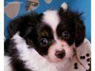 Papillon Puppy for sale in Mtn Home, ID, USA