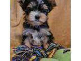 Yorkshire Terrier Puppy for sale in Hanover, VA, USA