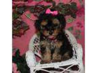 Yorkshire Terrier Puppy for sale in Rising City, NE, USA