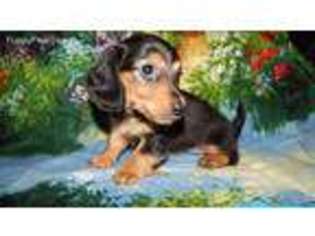 Dachshund Puppy for sale in Dilliner, PA, USA
