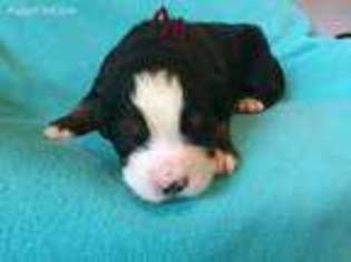 Bernese Mountain Dog Puppy for sale in Statesville, NC, USA