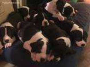 Great Dane Puppy for sale in Hagerstown, MD, USA