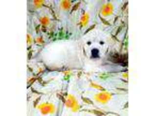 Golden Retriever Puppy for sale in Rice Lake, WI, USA