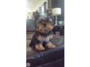 Yorkshire Terrier Puppy for sale in Crystal, MI, USA