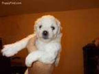 Bichon Frise Puppy for sale in Rockbridge Baths, VA, USA