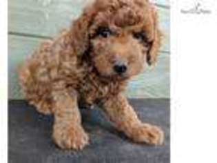 Labradoodle Puppy for sale in Toledo, OH, USA