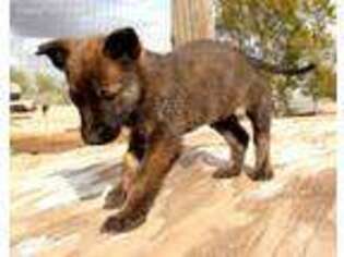 Dutch Shepherd Dog Puppy for sale in Maricopa, AZ, USA