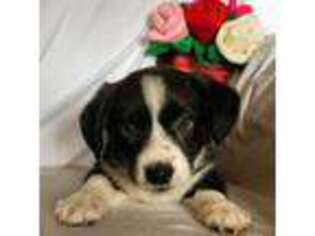 Cardigan Welsh Corgi Puppy for sale in Alton, NH, USA