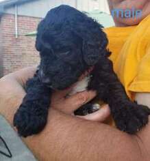 Goldendoodle Puppy for sale in Lewiston, ID, USA