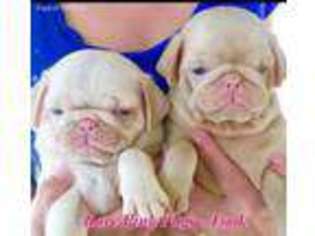 Pug Puppy for sale in Helena, MT, USA