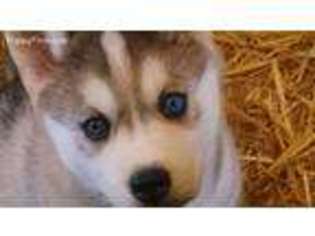 Siberian Husky Puppy for sale in Molalla, OR, USA