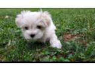 Maltese Puppy for sale in Mount Joy, PA, USA