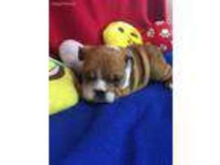 Bulldog Puppy for sale in Edgerton, MN, USA