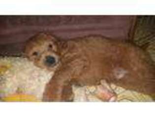 Goldendoodle Puppy for sale in Auburn, CA, USA