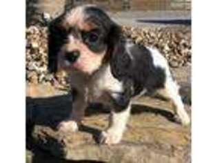 Cavalier King Charles Spaniel Puppy for sale in Creal Springs, IL, USA
