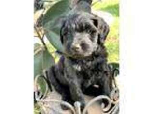 Labradoodle Puppy for sale in Corpus Christi, TX, USA