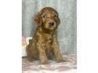 Goldendoodle Puppy for sale in Pembroke, NC, USA