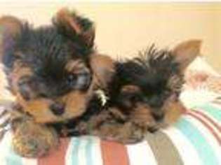 Yorkshire Terrier Puppy for sale in Toms River, NJ, USA