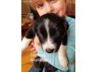 Border Collie Puppy for sale in Bloomville, NY, USA