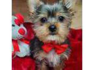 Yorkshire Terrier Puppy for sale in Franklinton, LA, USA