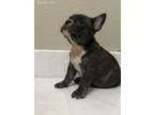 French Bulldog Puppy for sale in Beaumont, TX, USA