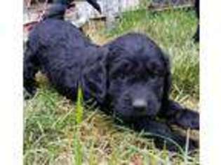 Goldendoodle Puppy for sale in Cheney, WA, USA