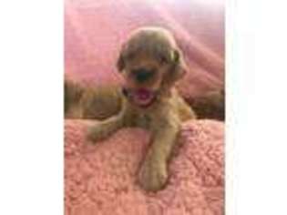 Goldendoodle Puppy for sale in Dunnellon, FL, USA