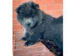 Chow Chow Puppy for sale in San Angelo, TX, USA