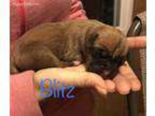 Boxer Puppy for sale in Canterbury, CT, USA