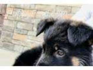 German Shepherd Dog Puppy for sale in Eagle Mountain, UT, USA