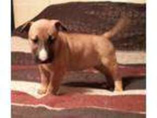 Bull Terrier Puppy for sale in Live Oak, FL, USA