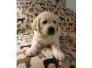 Golden Retriever Puppy for sale in Mattoon, IL, USA