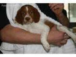 Brittany Puppy for sale in Clarksville, IA, USA