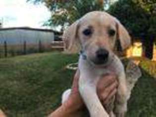 Labrador Retriever Puppy for sale in Boerne, TX, USA