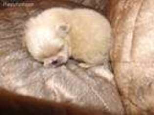 Pekingese Puppy for sale in Alliance, OH, USA