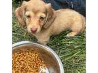 Dachshund Puppy for sale in Mechanicsville, VA, USA