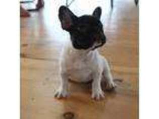 French Bulldog Puppy for sale in South Strafford, VT, USA