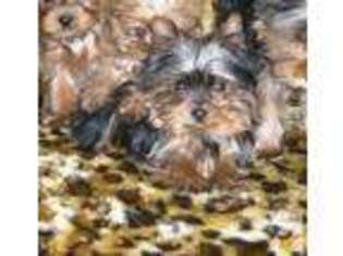 Mutt Puppy for sale in BOONES MILL, VA, USA