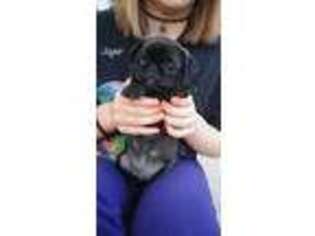 Pug Puppy for sale in Bennett, CO, USA