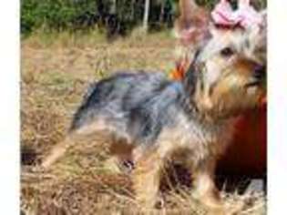 Yorkshire Terrier Puppy for sale in AMERICAN CANYON, CA, USA