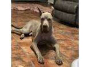 Great Dane Puppy for sale in Saint David, AZ, USA