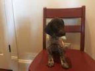 German Shorthaired Pointer Puppy for sale in Seneca, SC, USA