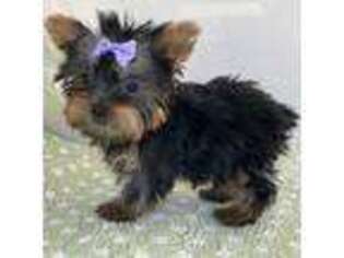 Yorkshire Terrier Puppy for sale in Bloomington, IN, USA