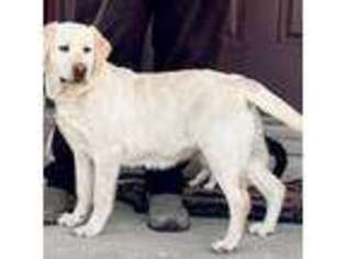 Labrador Retriever Puppy for sale in Jamestown, OH, USA
