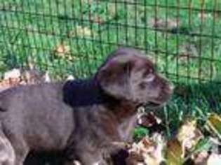 Labrador Retriever Puppy for sale in NEWTON, NH, USA
