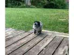 Pomeranian Puppy for sale in GUNTOWN, MS, USA